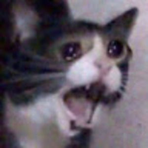 Meet your Posher, Brando